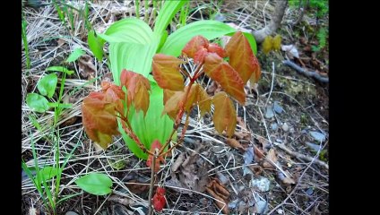 En souvenir de  jeannine ponton hains 18 mai 2009