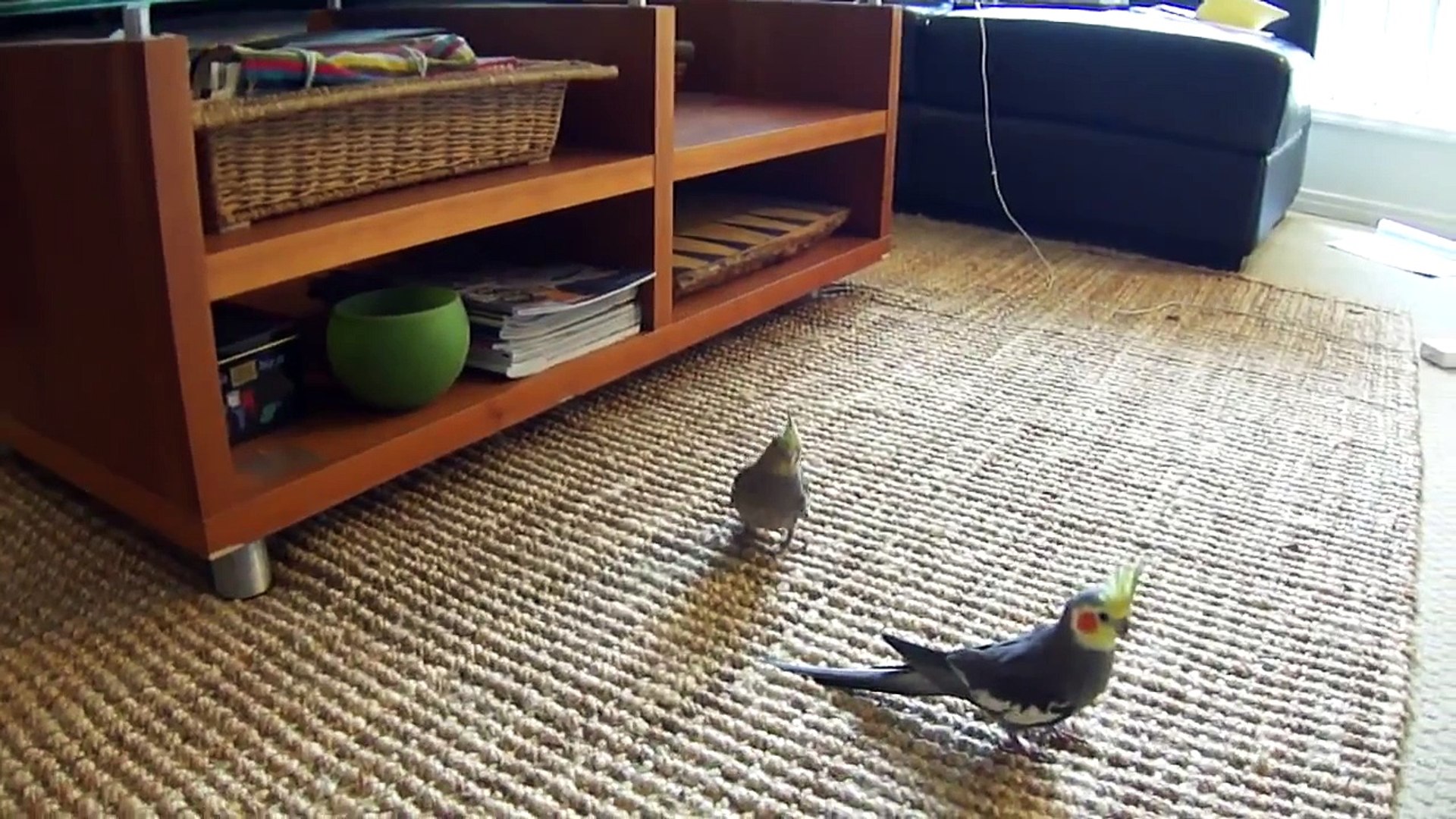 ⁣First flight for a baby cockatiel