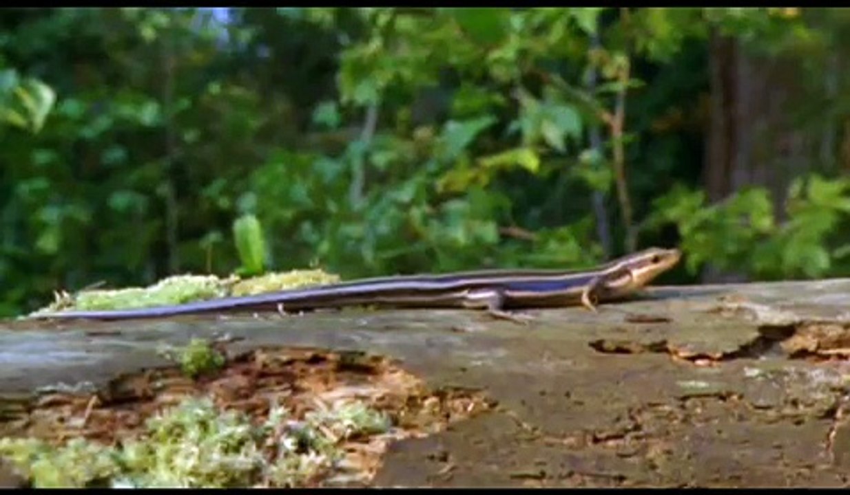 The Five-Lined Skink