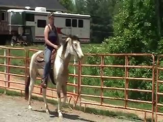 Buckskin Tobiano gelding for sale in NC