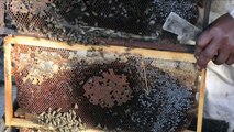 Afrique du Sud: stressées, les abeilles menacées de disparition