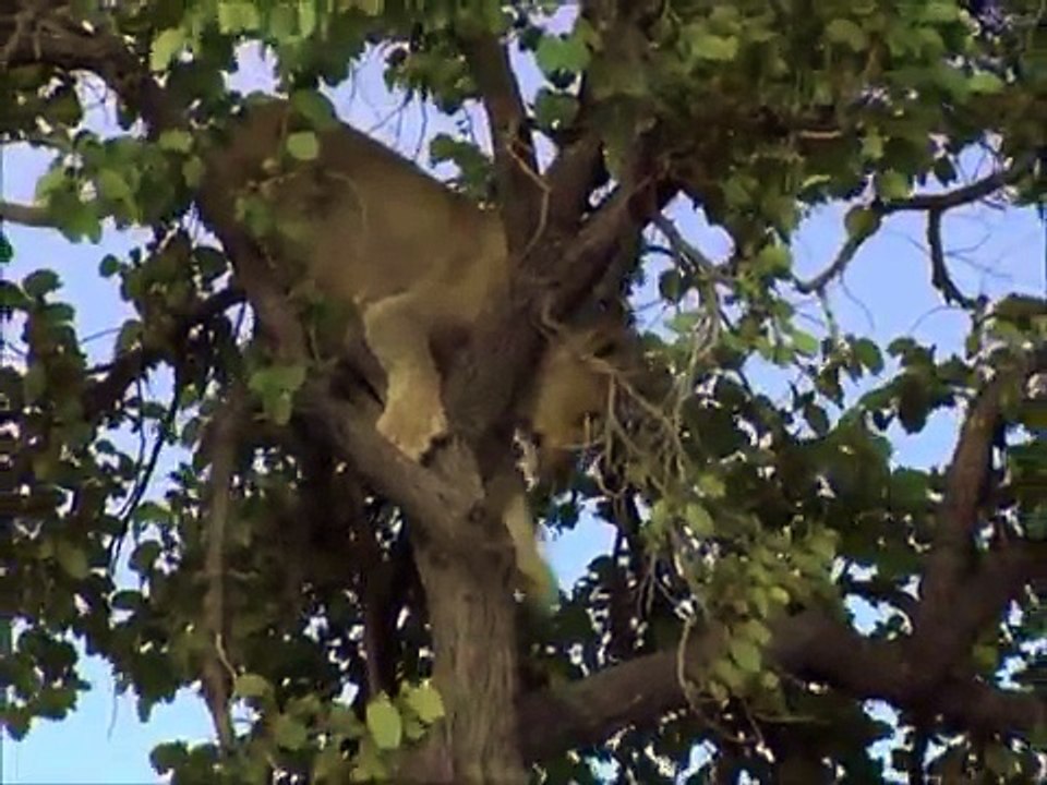 LION PROJECT ZIMBABWE