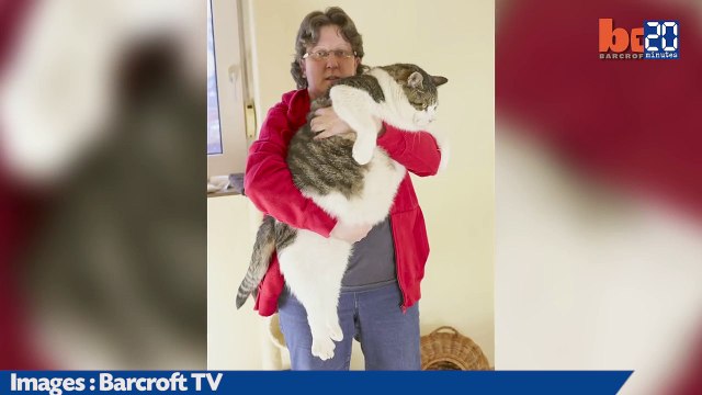 Le nouveau plus gros chat du monde