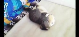 Funny Videos - Funny Cat Videos - Funny Animals Compilation 2015 - Funny Vines - Funny Pictures [Ful