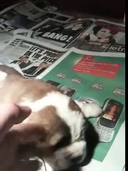 Our Saint Bernards First Litter 1