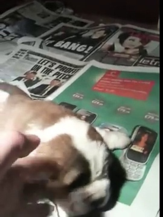 Our Saint Bernards First Litter 1
