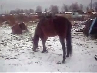 Заездка молодой лошади