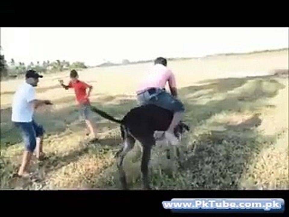 Funny Rides Fail on Donkeys