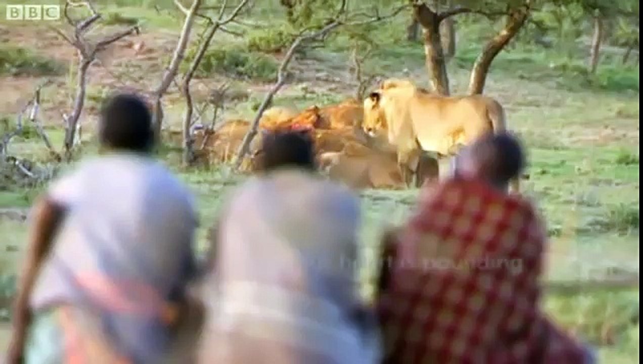 Man vs Lions. Maasai Men Stealing Lion's Food Without a Fight