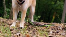 Shiba Inu puppy playing in the woods