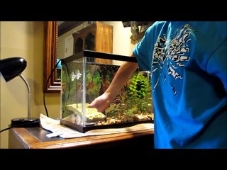 how to setup an aquatic turtle tank