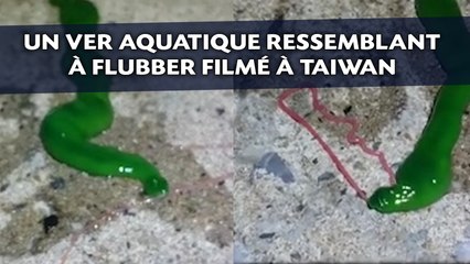 Un ver aquatique ressemblant à Flubber filmé à Taiwan