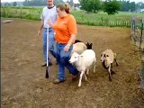 Stretch German Shepherd Herding Sheep