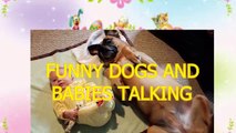 Funny dogs and babies talking - Cute dog & baby compilation 2015
