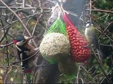 Grote bonte specht komt eten in de tuin, great spotted woodpecker