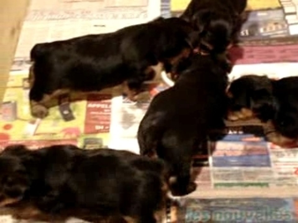Vidéo chiot1 (3)