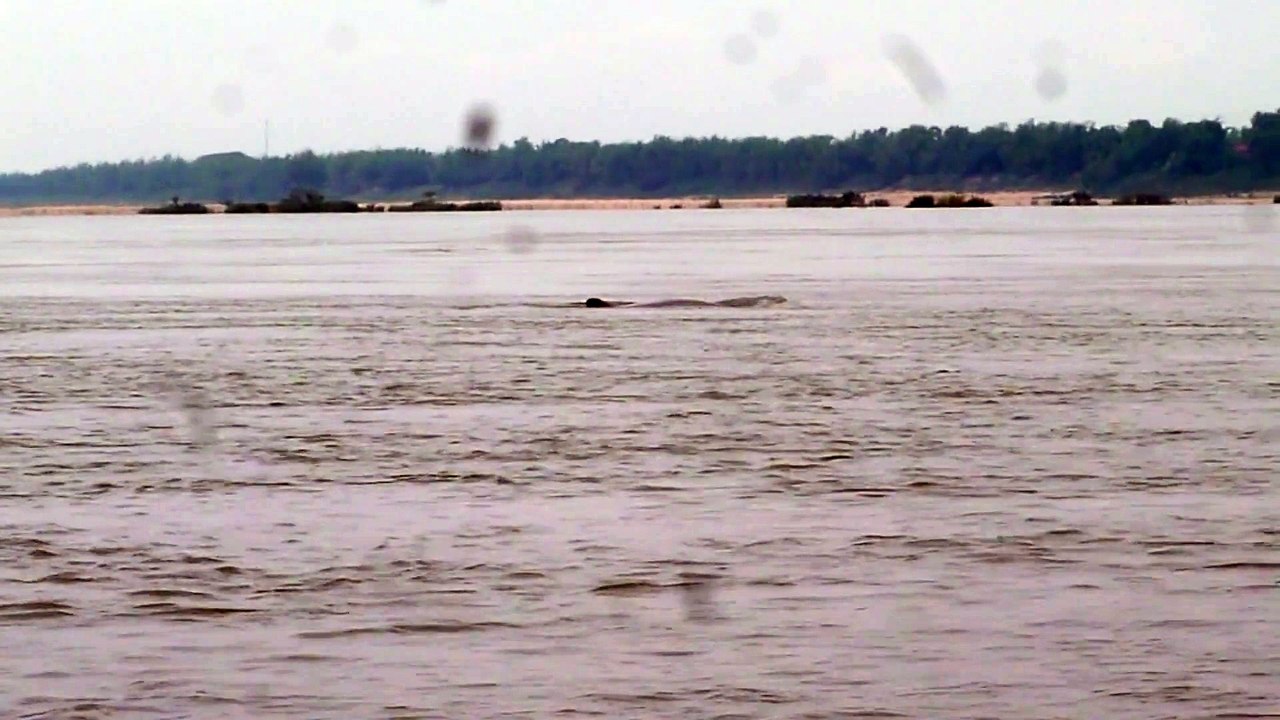 Dauphins d'Irrawady