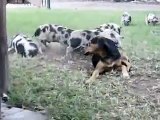 Dog and piglets playing.