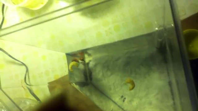 The Triops and Sea-Monkeys!!!