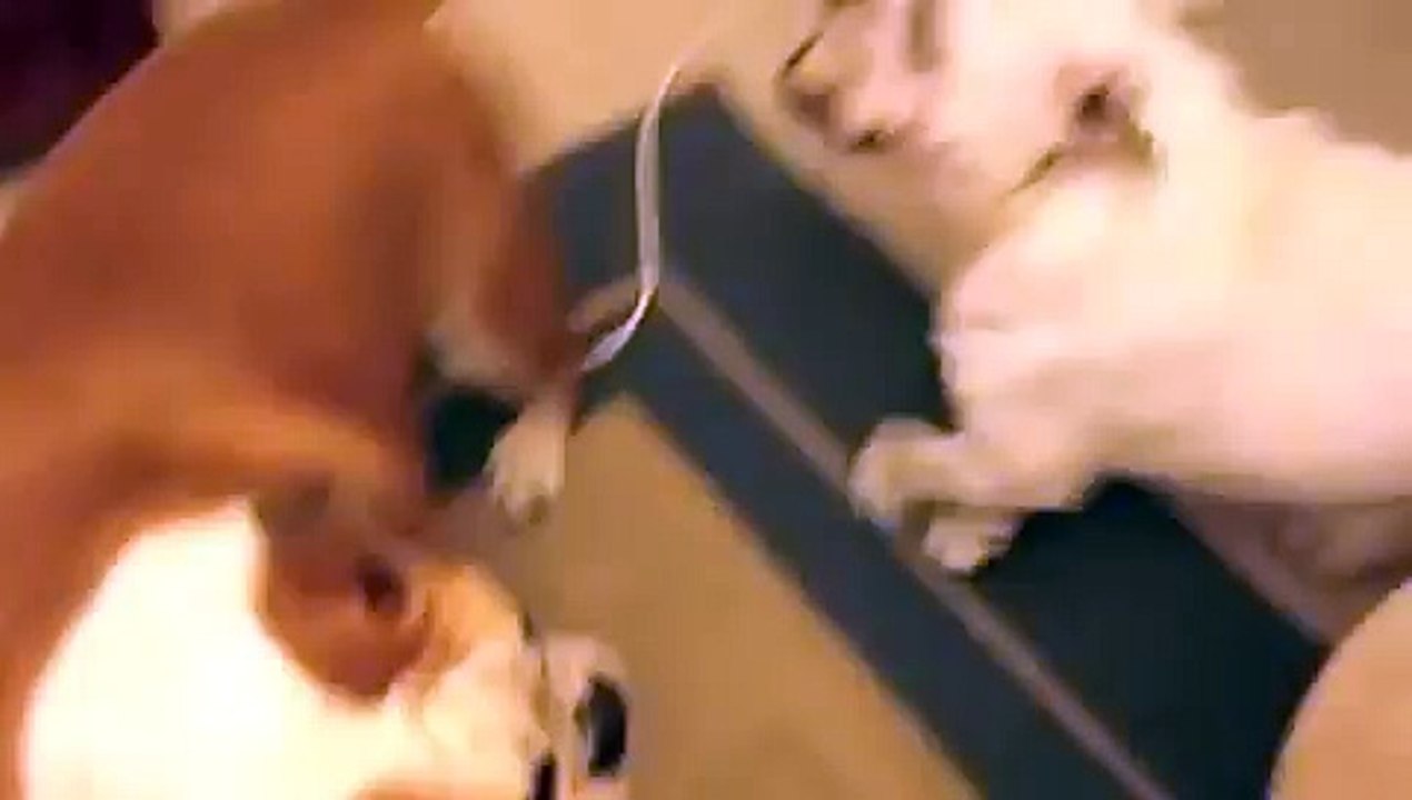 AUSSIE BULLDOGS PLAY FIGHTING