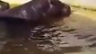 2 hippopotames aident un bébé canard coincé dans leur bassin