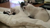 くるねこ大和　20121205　ハイテク布団