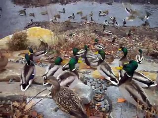 Giant Flock of Quacking Mallard Ducks