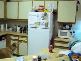 Alamo The Dog Fetches A Beer