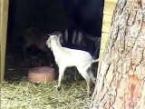 Cabres que han nascut Montessori-Palau