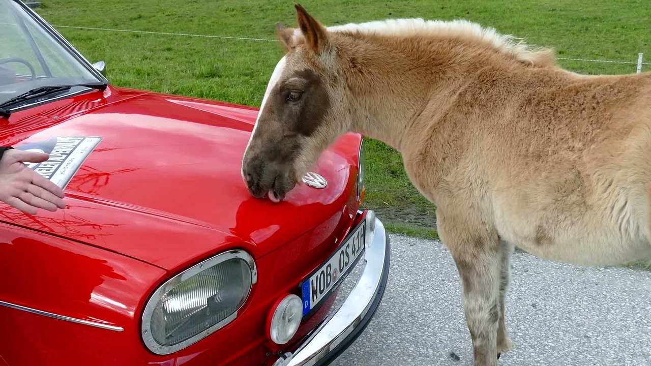 Un cheval témoigne de son amour pour Volkswagen
