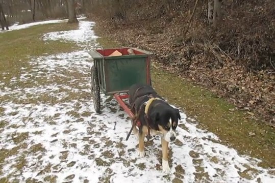 İsviçre Dağ Köpeği Odun Çekiyor