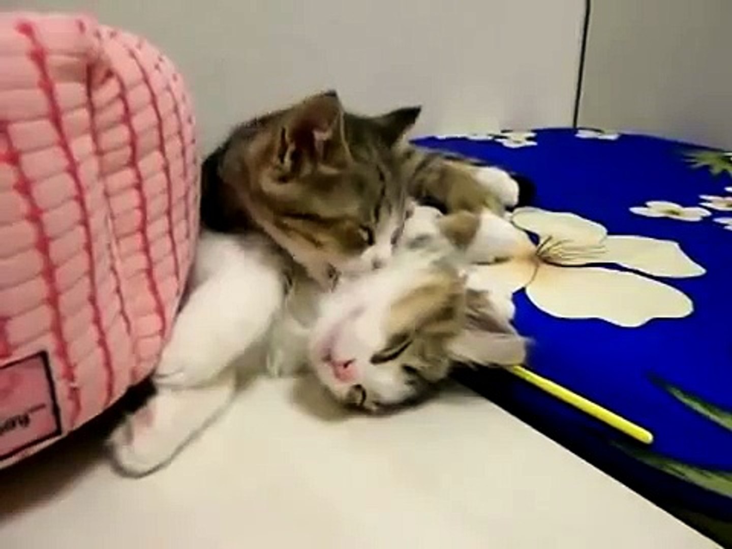 [Cat & cats] Cute cat show love