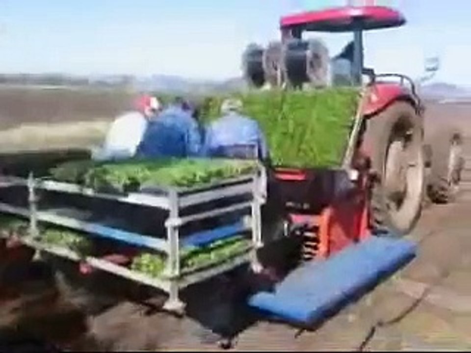 Big dry brings price boon for Qld lettuce growers