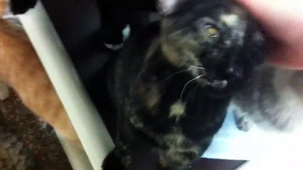 Abandoned pet rescue kitten room