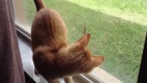 Cat desperately attempts to reach lizard friend