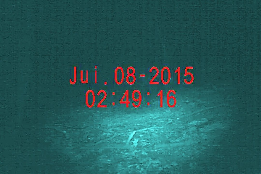 Sanglier sightoptics