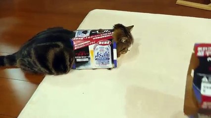 Maru le chat est un fan des cartons !