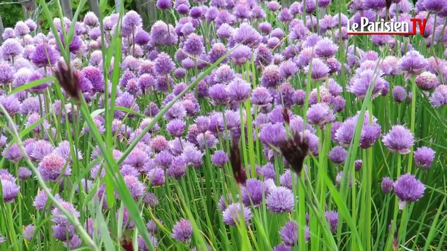 Découvrir les légumes en fleurs au potager de l'abbaye de Royaumont
