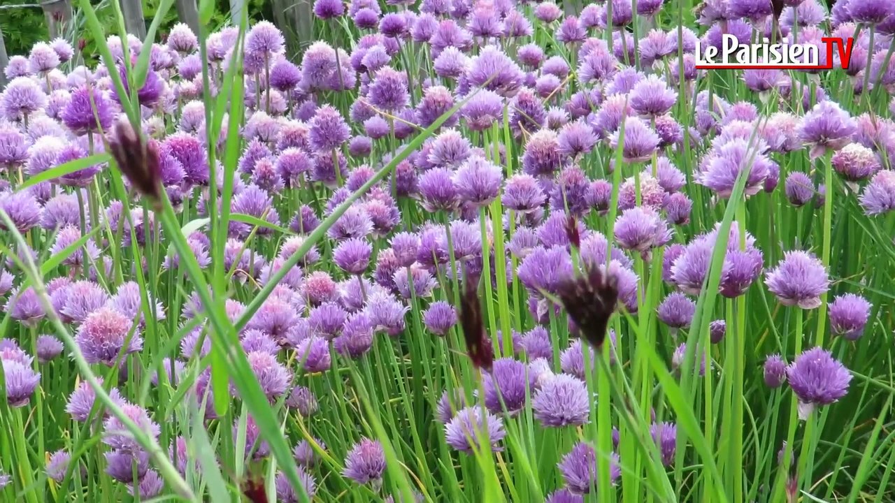 Découvrir les légumes en fleurs au potager de l'abbaye de Royaumont