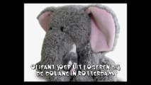 Olifant Joep uit logeren bij de Douane / Rotterdam 2015