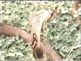 kiran collections Snake Fight - Eagle vs Snake - The Best Of Snake Fights In HD