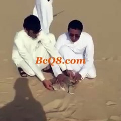 صيد حبارى في الكويت