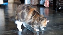 Siberian Cat Plays in Water