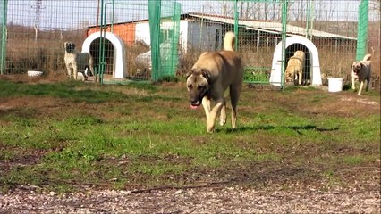 Kangal Turkish Kangal --BETO - PAŞA KIZI FULAS - HAYDUT KIZI HAYDO