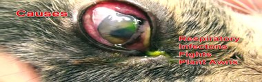 Eye Infection and Ulcer in a Cat's Eye