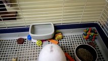 White Bunny Rabbit plays with Lovebird. Bird bites rabbit