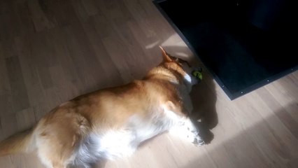 Un chien couché essaie d'attraper une balle