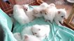 16 chiots esquimau dans une animalerie