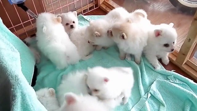 16 chiots esquimau dans une animalerie