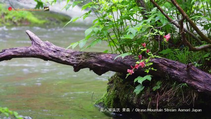 ツツジ咲く奥入瀬渓流　青森　Oirase Streams Aomori Japan 【4K UHD】 美しい日本の風景　The Beautiful Scenery of Japan